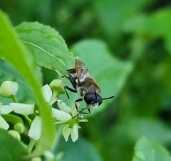 Stratiomys longicornis