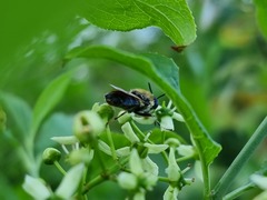 Stratiomys longicornis