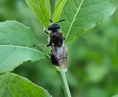 Stratiomys longicornis