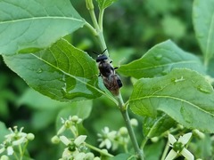 Stratiomys longicornis