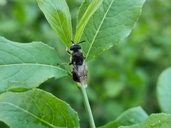 Stratiomys longicornis