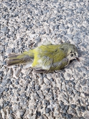 Leiothlypis peregrina