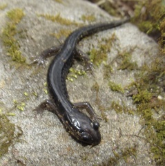 Plethodon montanus