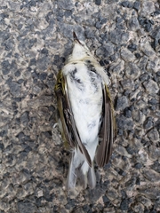 Leiothlypis peregrina