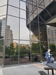 Leiothlypis peregrina