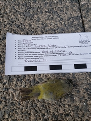 Leiothlypis peregrina