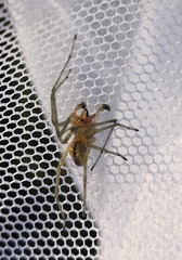 Cheiracanthium erraticum