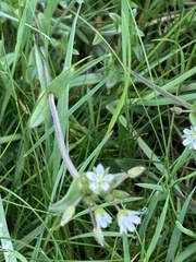 Cerastium fontanum