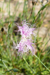 Dianthus broteri