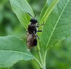 Stratiomys longicornis