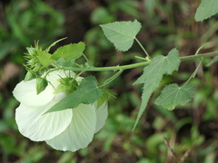 Hibiscus vitifolius
