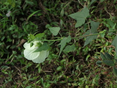 Hibiscus vitifolius