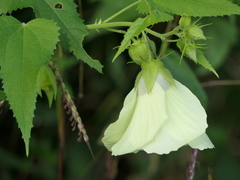 Hibiscus vitifolius