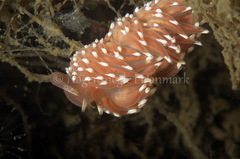 Facelina bostoniensis