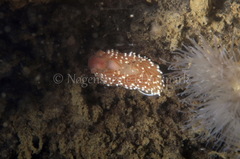 Facelina bostoniensis