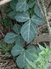 Cissus trifoliata