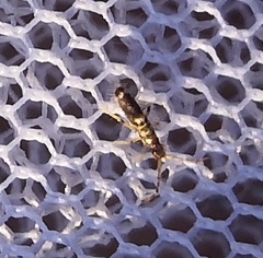Entomobrya superba