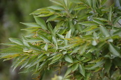 Carpinus tropicalis