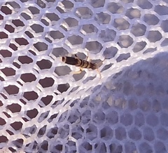 Entomobrya superba