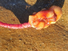 Pyura gibbosa