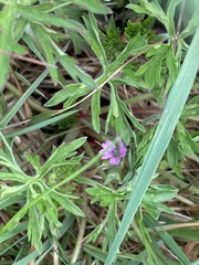 Geranium