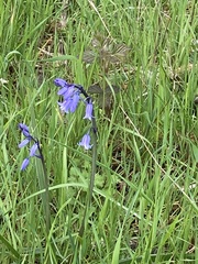 Hyacinthoides