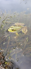 Pelophylax perezi