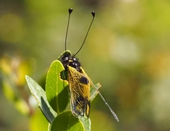 Libelloides rhomboideus