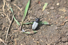 Dorcadion fuliginator