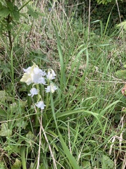 Hyacinthoides × massartiana