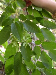 Carpinus tropicalis