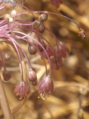 Allium daninianum