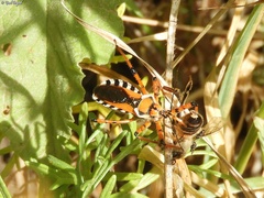 Rhynocoris punctiventris