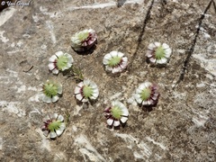 Artedia squamata