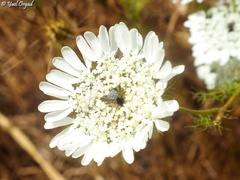 Artedia squamata