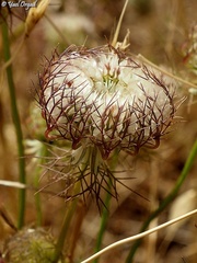 Artedia squamata