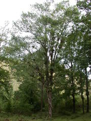 Carpinus tropicalis