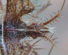 Pephricus