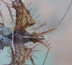 Pephricus
