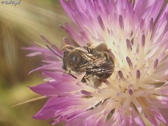 Eucera
