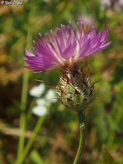 Centaurea crocodylium