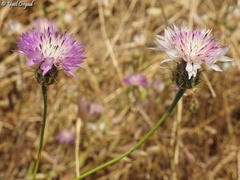 Centaurea crocodylium