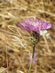 Centaurea crocodylium