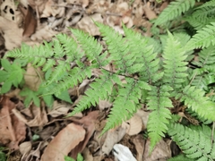 Anisocampium niponicum