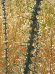 Echium glomeratum