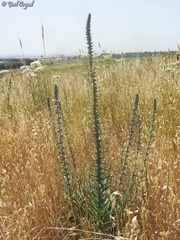 Echium glomeratum