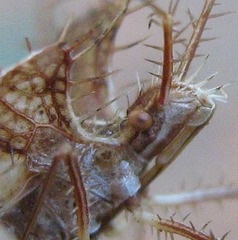 Pephricus