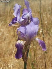 Iris mesopotamica