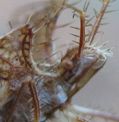 Pephricus