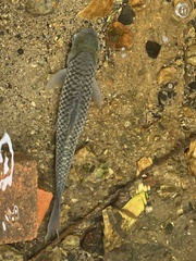 Barbonymus gonionotus